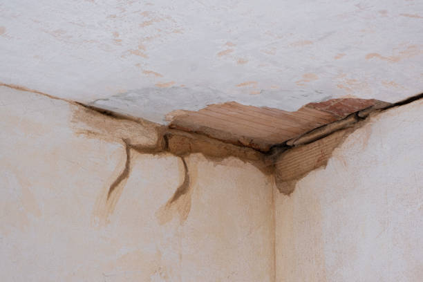 Best Professional water damage repair  in West Plains, MO