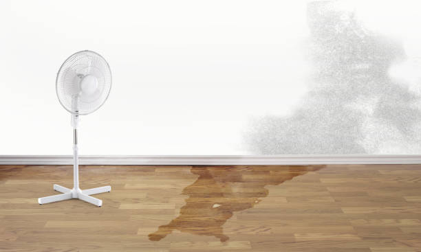 Best Basement water damage restoration  in West Plains, MO